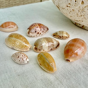 All Types COWRIE Cowry Shells Polished Shiny Spotted Lines 3/4&quot; to 2&quot; Seashells Crafts Jewelry Erosa Lynx Carneola Caurica Tan Beige Brown