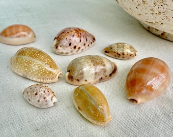 Cypraea Vitellus 鹿の子タカラガイ タカラガイの貝殻 1-1/2