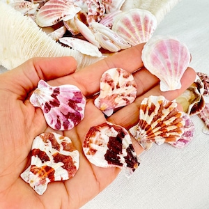 May include: A collection of pink and brown seashells in various shapes and sizes. The shells are arranged in a hand, with some of the shells overlapping.
