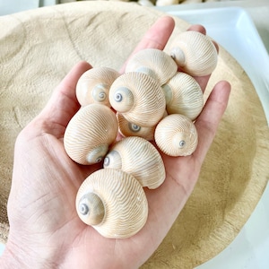 Nautica Lineata 1&quot;-1.5&quot; Moon Shells Seashells YOU PICK QUANTITY Striped Small Craft Coastal Beach Home Décor Sea Free Shipping