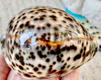 XLサイズの紫色のトップタイガータカラガイの殻1個 Cypraea tigris