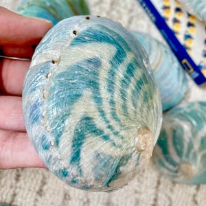 May include: A collection of iridescent blue and green abalone shells with a swirled pattern. A National Geographic box is visible in the background. The shells have a natural, textured surface and are a light blue color.