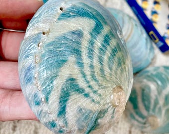 May include: A collection of iridescent blue and green abalone shells with a swirled pattern. A National Geographic box is visible in the background. The shells have a natural, textured surface and are a light blue color.