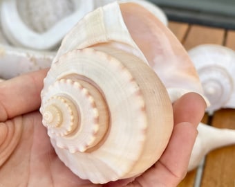 CHANNEL WHELK CONCH Shell 6-7"  Display Seashell Coastal Beach Home Décor