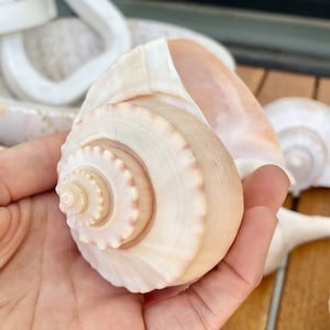 Channel Whelk Conch Sea Shell Large 6-7&quot; Seashell Beach Nautical Home Décor Coastal Display Busycon canaliculatum