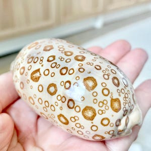 May include: An oval-shaped seashell, beige with brown spots, held in a hand. The shell has a smooth, polished surface and a speckled pattern. The shell is a natural, decorative item.