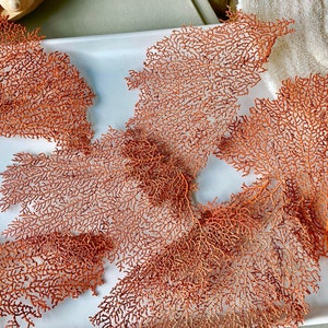 May include: A collection of reddish-orange, coral-like decorative pieces are displayed on a white rectangular tray. The intricate, branching structures resemble sea fans. Other coastal decor items, including seashells and white stones, are visible in the background.