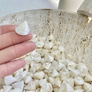 Small PEARLY OFF WHITE Real Pearlized Top Shells Trochus Seashells 1/2 -3/4&quot; Beach Coastal Décor Crafts Jewelry Sailors Valentine