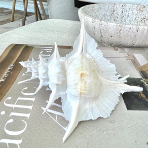 100% Natural REAL Alabaster Murex Fairy Seashell 4-7" Sea Shell Seashell Collectors Specimen Display Coastal Décor White