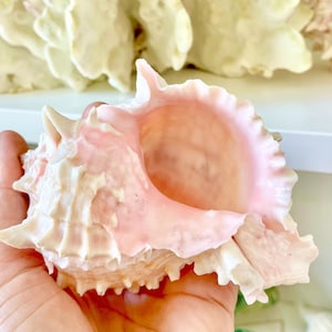 May include: A large, light pink and white seashell with a textured surface. The shell is held in a hand, with other seashells and coral in the background. The shell has a prominent, spiky exterior and a smooth, pink interior.
