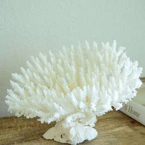 Genuine Sea TABLE CORAL 3-12" Ocean Reef Aquarium Coastal Beach Ocean Décor Nautical White