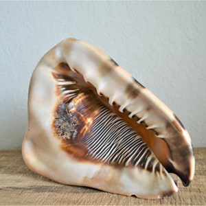 May include: A large, beige and brown seashell with a textured surface and a wide opening. The shell has a prominent, curved shape and is resting on a wooden surface. The interior features parallel ridges.
