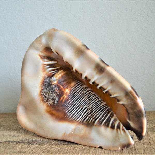 KING HORNED HELMET Shell *All Sizes* Natural Brown Patterned Display Seashell Coastal Décor