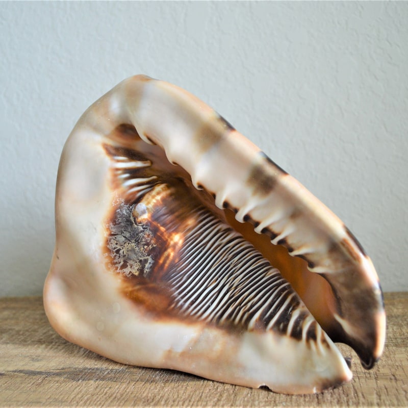 Seashell Centerpiece - Etsy