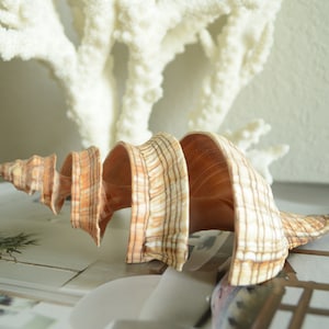 May include: A large, spiral-shaped seashell with a light brown and white striped pattern. The shell is lying on a white surface.