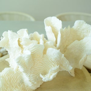 100% Natural Genuine RUGOSA Sea Coral Ocean Wavy Centerpiece Coastal Beach Ocean Décor Seashells