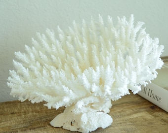 TABLE CORAL White *All Sizes* Authentic Natural Real Sea Fossil Coastal Décor