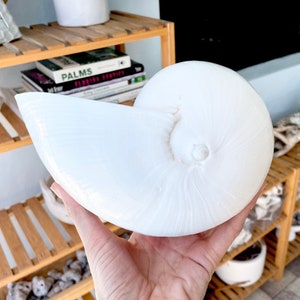 May include: A large, white nautilus shell with a smooth, pearlescent surface. The shell's spiral form is prominent, showcasing its natural design. The shell is held in a hand, with wooden shelves and decor in the background.