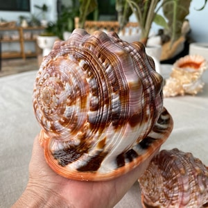 Natural North Atlantic Whelk Conch Sea Shell Large Seashell Beach Nautical  Home Décor Coastal Display 