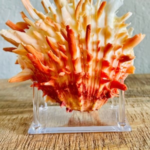 Clear Lucite Acrylic Display Stand 3x2x1.5 For Mounting Seashells Stones, corals, and more... 4 Leg Riser