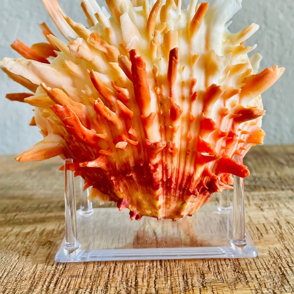 Clear Lucite Acrylic Display Stand 3x2x1.5 For Mounting Seashells Stones, corals, and more... 4 Leg Riser