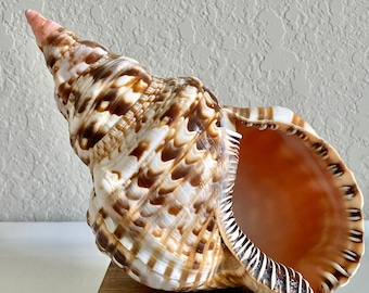 REAL 100% Natural Caribbean Triton Trumpet Seashell 6-11" Planter Beach Nautical Décor Display Shell