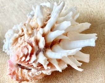 White Jewel Box Shells, 2.5-3.5" Paired Seashells, Spiny Clam Lazarius