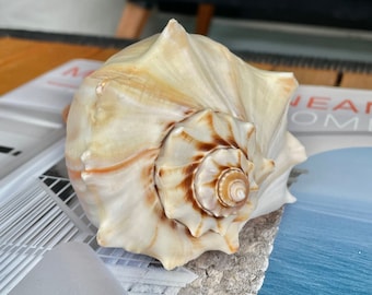 Natural North Atlantic Whelk Conch Sea Shell Large Seashell Beach Nautical Home Décor Coastal Display