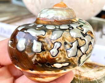 AFRICAN TURBO SHELLS *All Sizes* Natural Brown Black Orange Hand Polished Hermit Crab Seashell