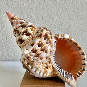 REAL 100% Natural Caribbean Triton Trumpet Seashell 6-11" Planter Beach Nautical Décor Display Shell