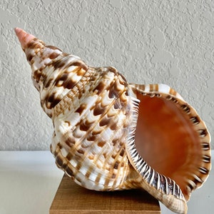 REAL 100% Natural Caribbean Triton Trumpet Seashell 6-12&quot; Planter Beach Nautical Décor Display Shell