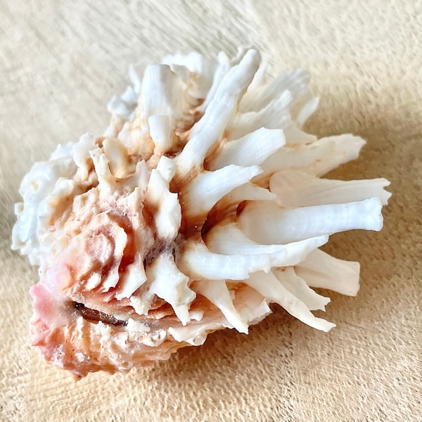 Spiny White Jewel Box Lazarius Whole Display Shell Seashell 1-4" Collectors Home Beach Nautical Coastal Décor Crafts