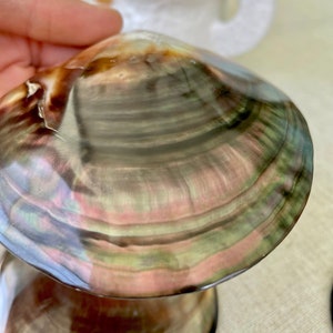 SHINY Brown Lip Mother of Pearl Polished Oyster Half 2-5&quot; Long Shell Seashell Beach Nautical Home Décor Coastal Crafts Irredescent