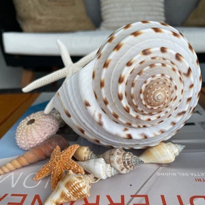 Over Stuffed Spotted Tun Tonna Seashell, Unique Coastal Gift, Shells, Starfish, Urchins and more...