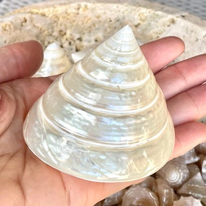 100% Authentic Seashell Shiny Polished Pearlized Pyramid Trochus Top Display Shell 3.5-4" Home Beach Nautical Décor