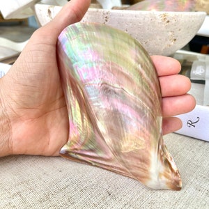 S-XL 2-6&quot; Shiny Polished Wing Oyster For Pendent Necklace Charm Mother of Pearl Half Shell Seashell Beach Coastal Craft Purple Brown