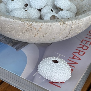 May include: A large, porous, beige stone bowl filled with numerous small, white, textured sea urchin shells, each featuring a central circular opening. One additional white sea urchin shell rests on a book cover with red text below the bowl.