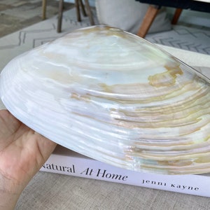 Polished Mother of Pearl Half Shell Irredescent Giant Mussel Clam Seashell 7-11" Beach Nautical Table Coastal Décor Decorative Bowl Dish