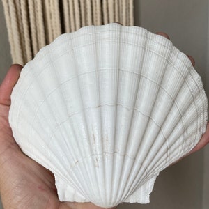 Irish Baking Scallop Seashell X-Large 4-6” Deep Shells White Large Beach Wedding Décor Coastal Favors