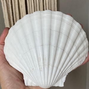 XL 4-6” You Pick Size Irish Baking Scallop Seashells Deep Shells White  Beach Wedding Décor Coastal Favors Decoupage Candles