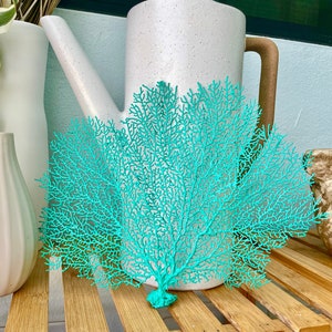 8-18” Aqua Green REAL Sea Fans Ocean Reef Natural Beach Coastal Décor Display Mermaid Fan Sea Shells