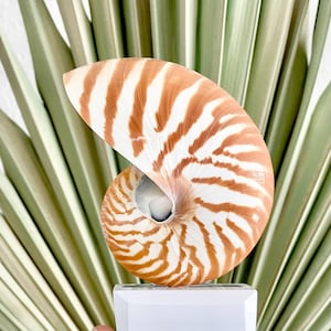 Lámpara de noche con forma de concha de nautilus auténtica de 5.5" con energía solar, decoración de conchas marinas a rayas