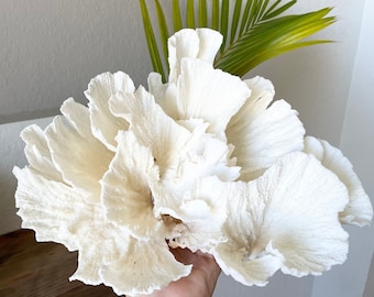 Genuine Sea POCA CORAL All Sizes 100% Real Ocean Reef Aquarium Coastal Beach White Natural Décor Nautical