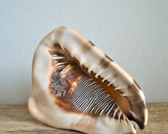 KING HORNED HELMET Shell *All Sizes* Natural Brown Patterned Display Seashell Coastal Décor