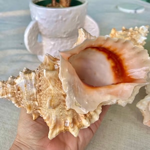 100% Authentic Bright Orange Mouth BURSA Seashell 3-7&quot; You Pick Size Beach Nautical Décor Display Shells Giant Frog Snail