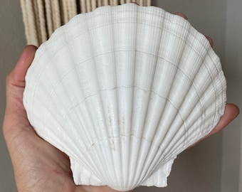XL 4-6” You Pick Size Irish Baking Scallop Seashells Deep Shells White  Beach Wedding Décor Coastal Favors Decoupage Candles