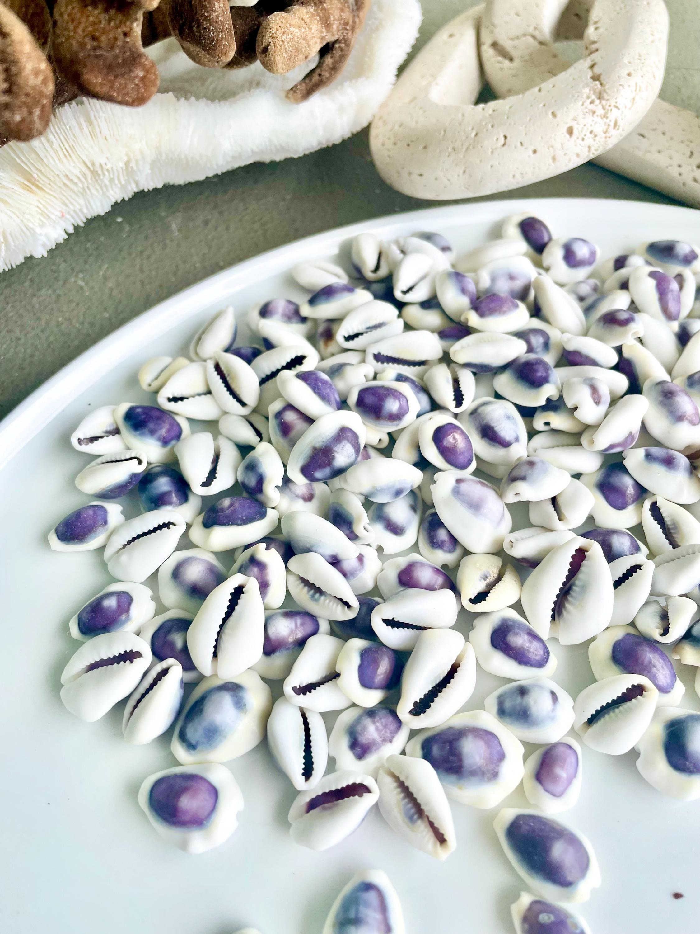 Purple Top Money Cowrie Shells *you Choose Quantity* .5-1