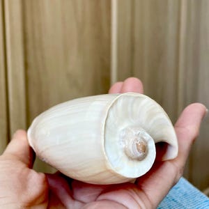 CUCUMBER VOLUTE Rare Shell 4-5" Natural Polished Beige Brown Seashell Coastal Décor