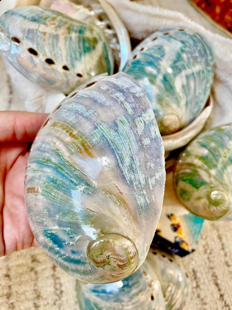 BLUE GREEN BUFFED *all Sizes* Abalone Shells Natural Iridescent Silver ...