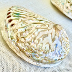 May include: A large, iridescent abalone shell with a pearlescent finish. The shell has a natural, organic shape and a smooth, polished surface.